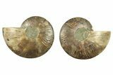 Cut & Polished, Agatized Ammonite Fossil - Madagascar #266534-1